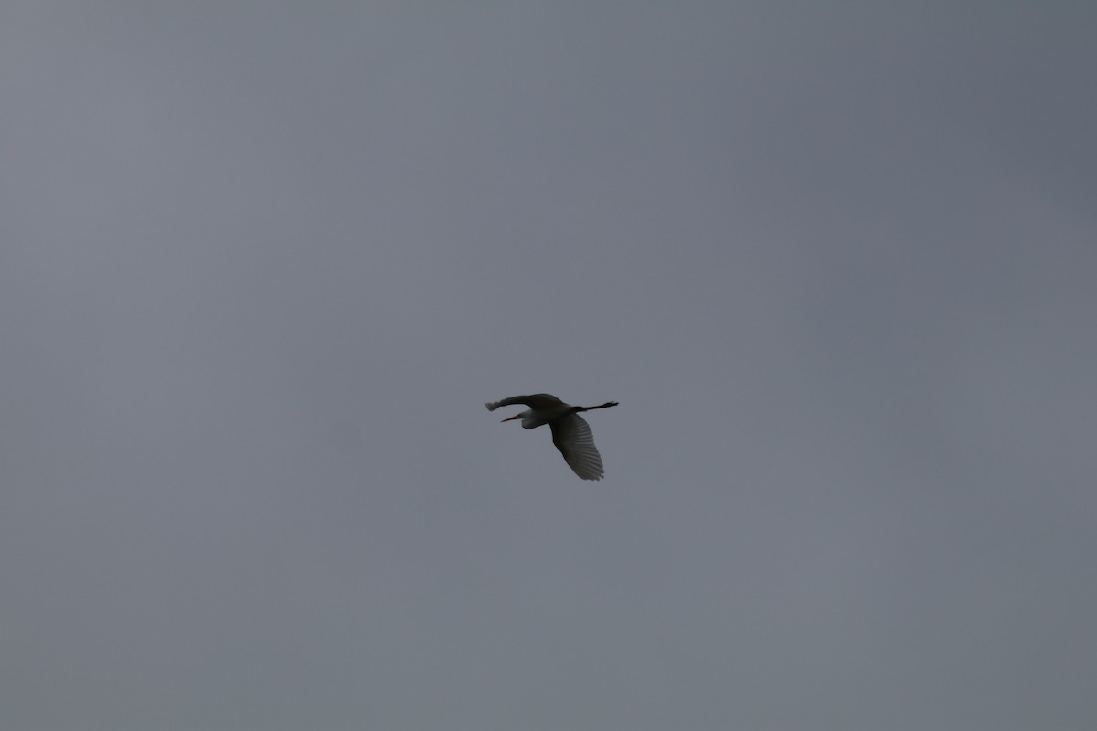 Great Egret (alba) - ML632965106