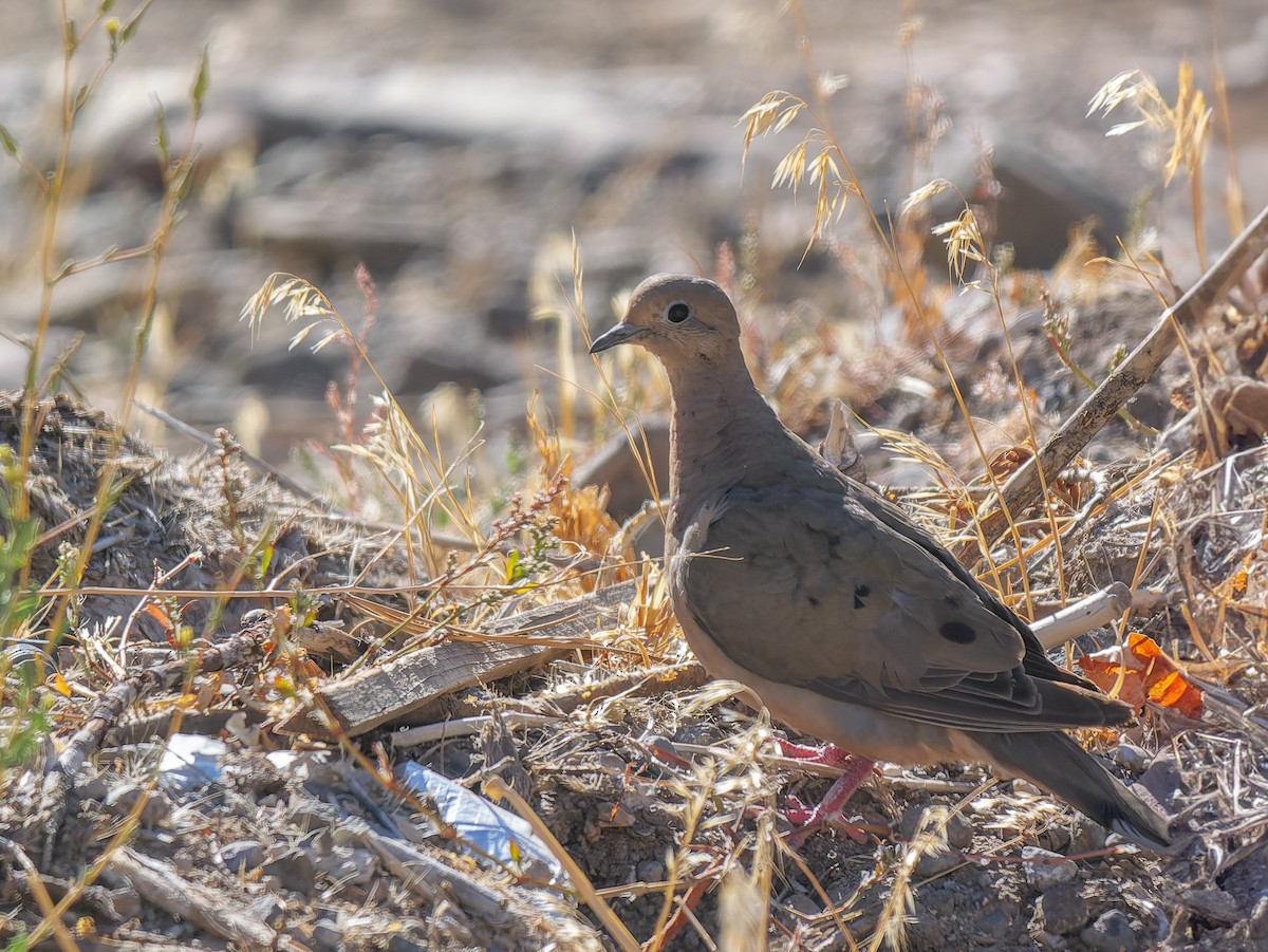 Eared Dove - ML632965127