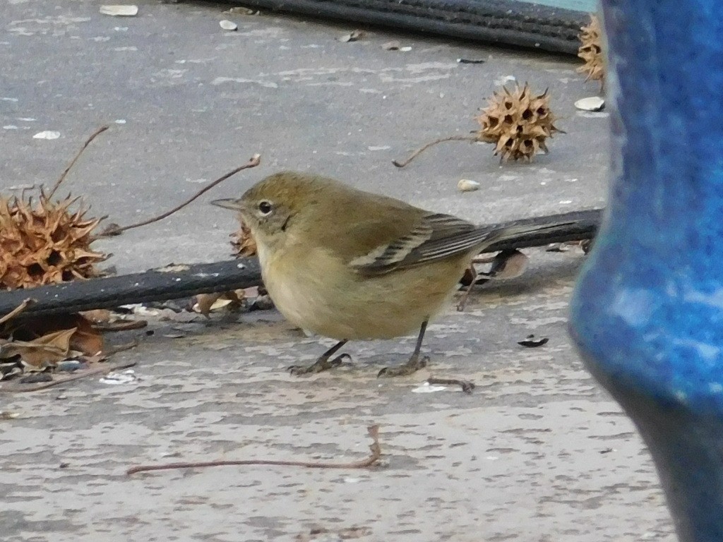 Reinita del Pinar - ML632965135