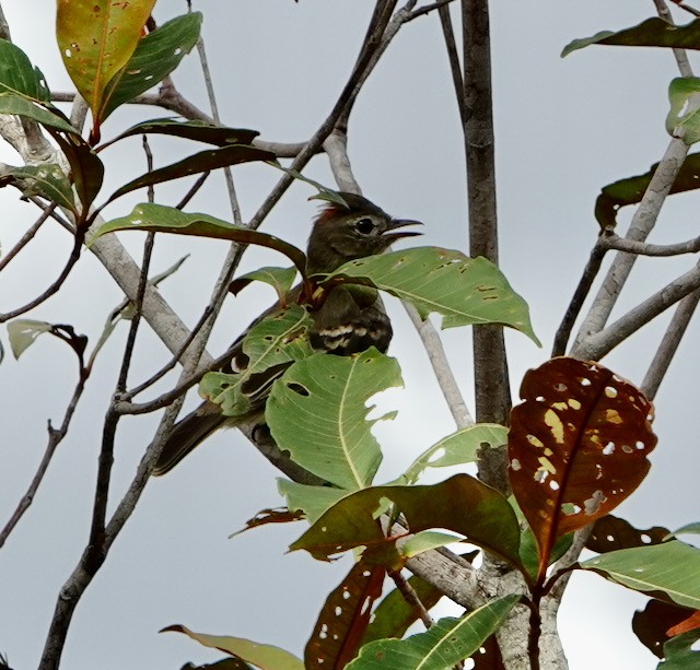 Rufous-crowned Elaenia - ML632965148