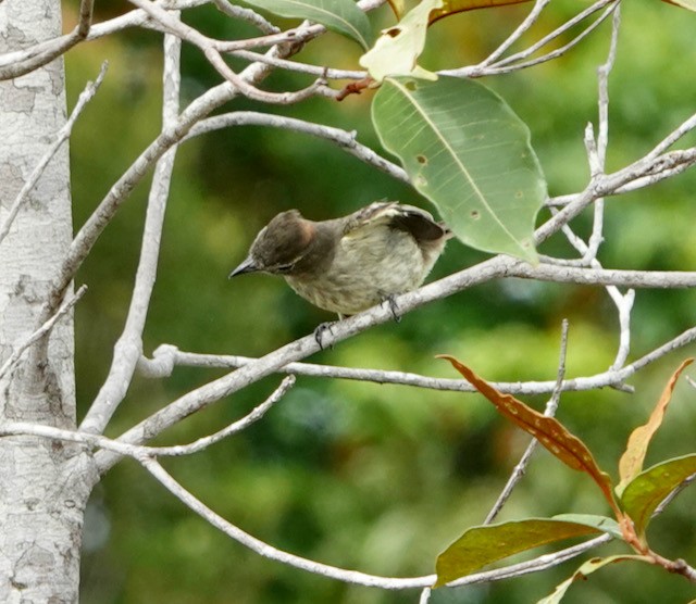 Rufous-crowned Elaenia - ML632965149