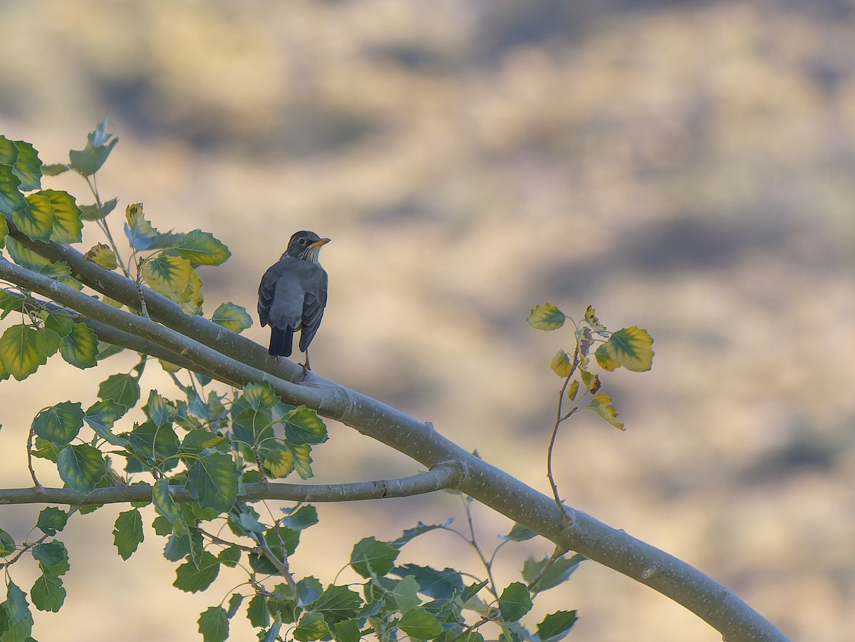 Austral Thrush - ML632965180