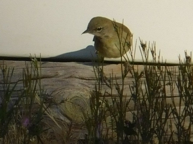 Reinita del Pinar - ML632965193