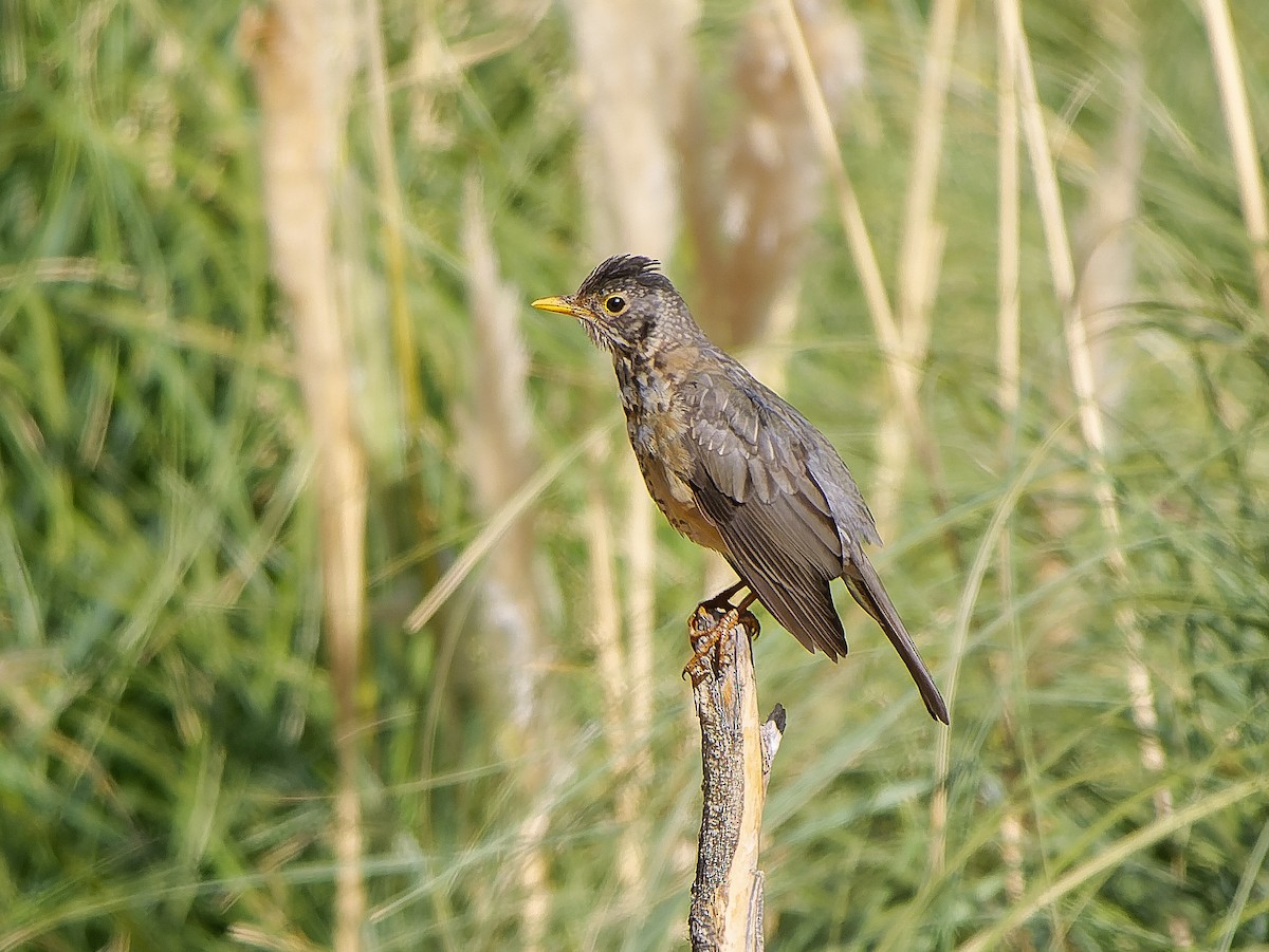 Austral Thrush - ML632965219