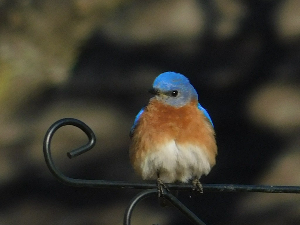 Azulejo Oriental - ML632965250