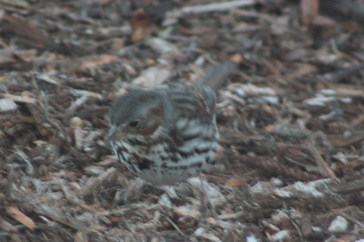 Fox Sparrow - ML632965280