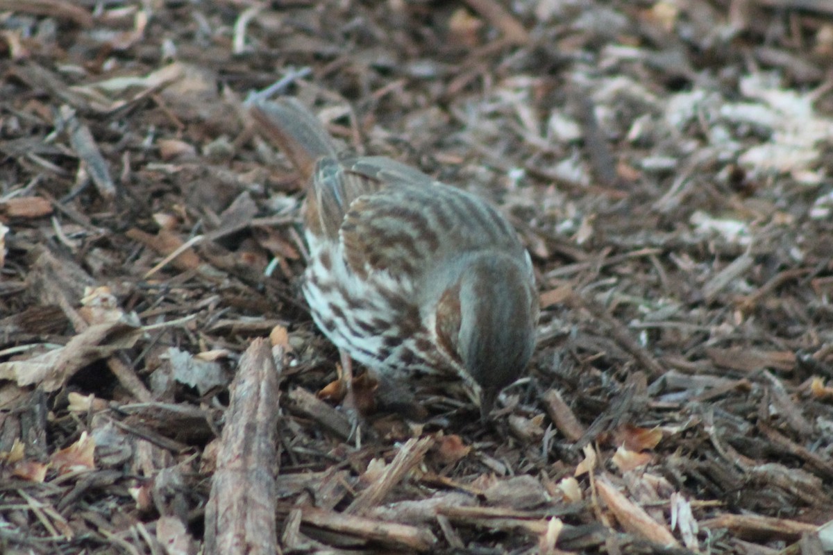 Fox Sparrow - ML632965285