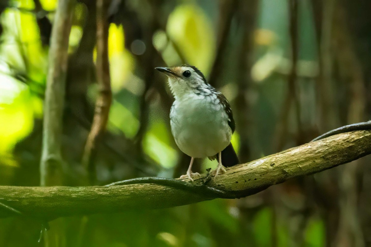 Striped Wren-Babbler - ML632965298