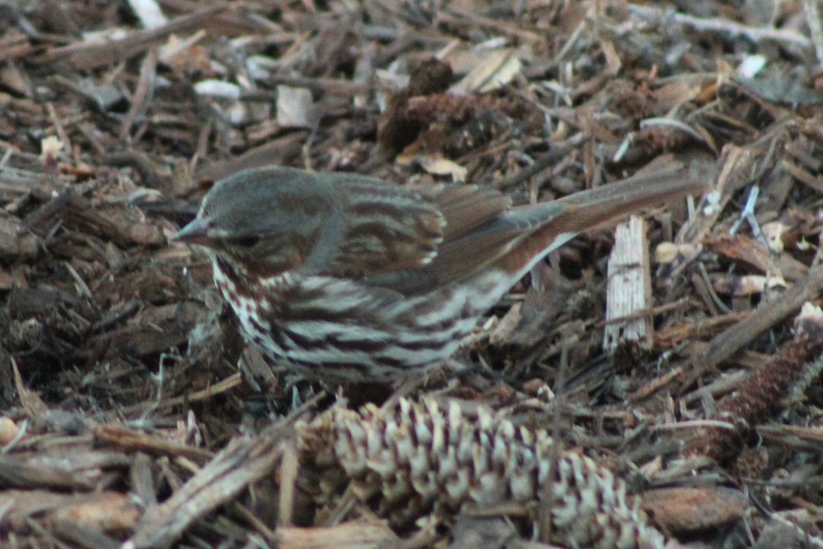 Fox Sparrow - ML632965300
