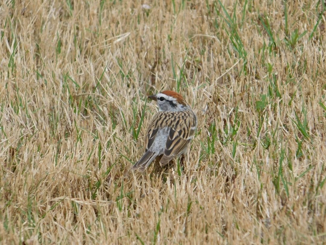 Chingolo Cejiblanco - ML632965381