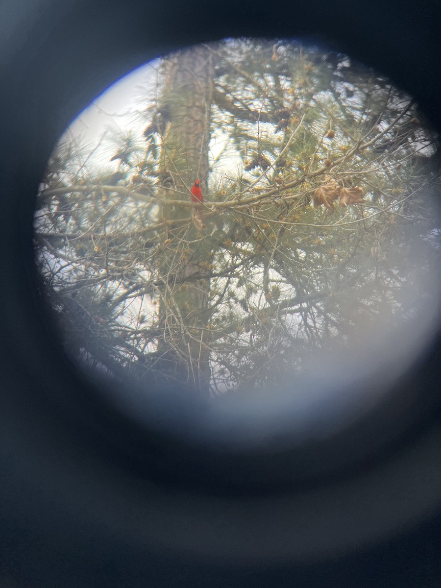 Northern Cardinal - ML632965382