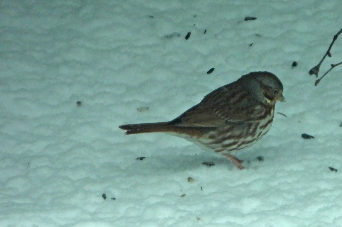 strnadec kaštanový (ssp. iliaca/zaboria) - ML632965394