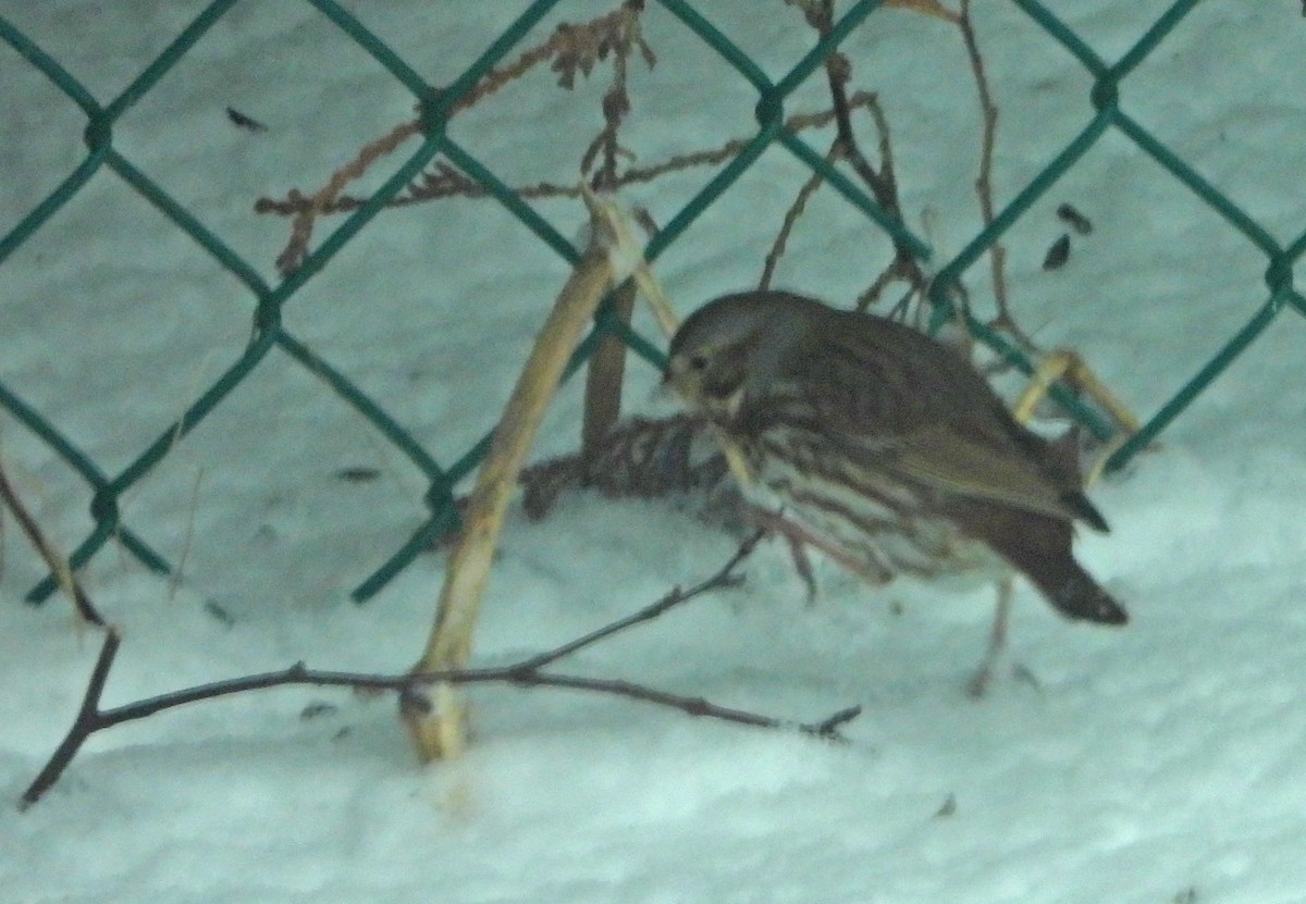 strnadec kaštanový (ssp. iliaca/zaboria) - ML632965395