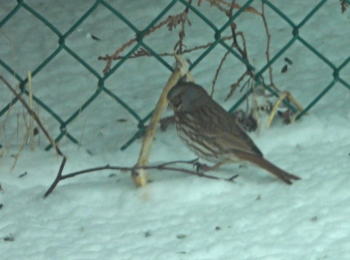 strnadec kaštanový (ssp. iliaca/zaboria) - ML632965396