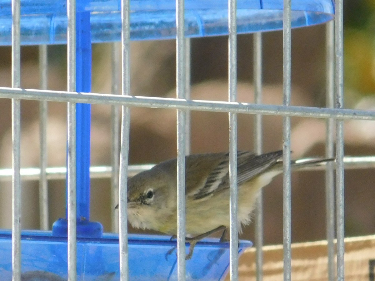 Reinita del Pinar - ML632965397