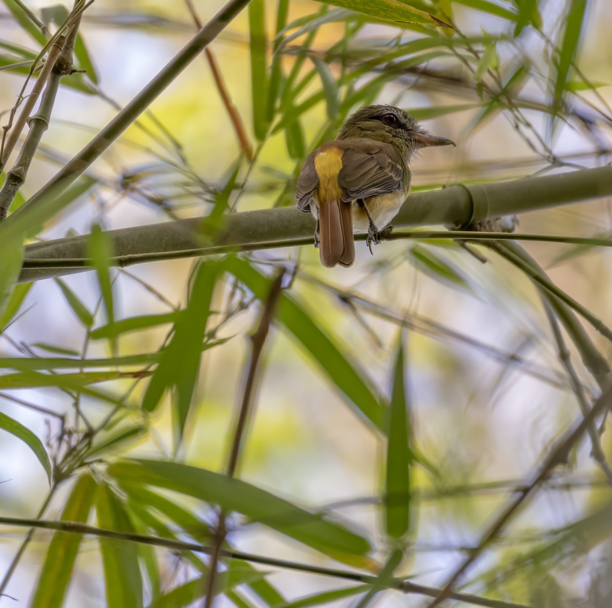 Bright-rumped Attila - ML632965588