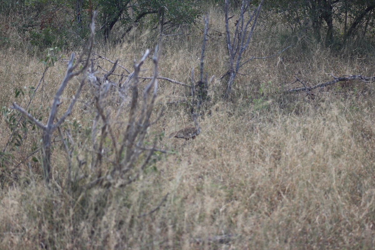 Red-crested Bustard - ML632965616