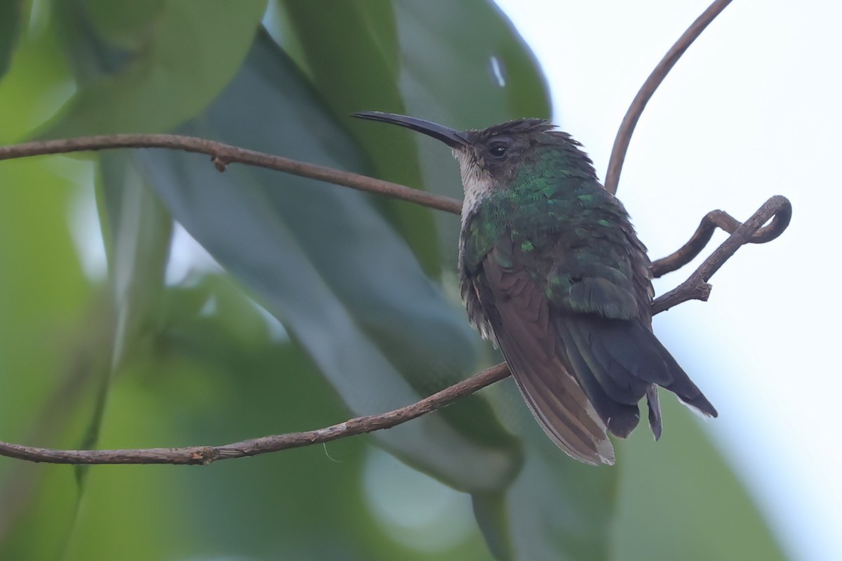 Black-billed Streamertail - ML632965738