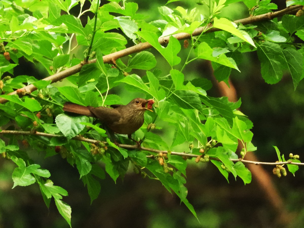 Rufous-bellied Thrush - ML632965795