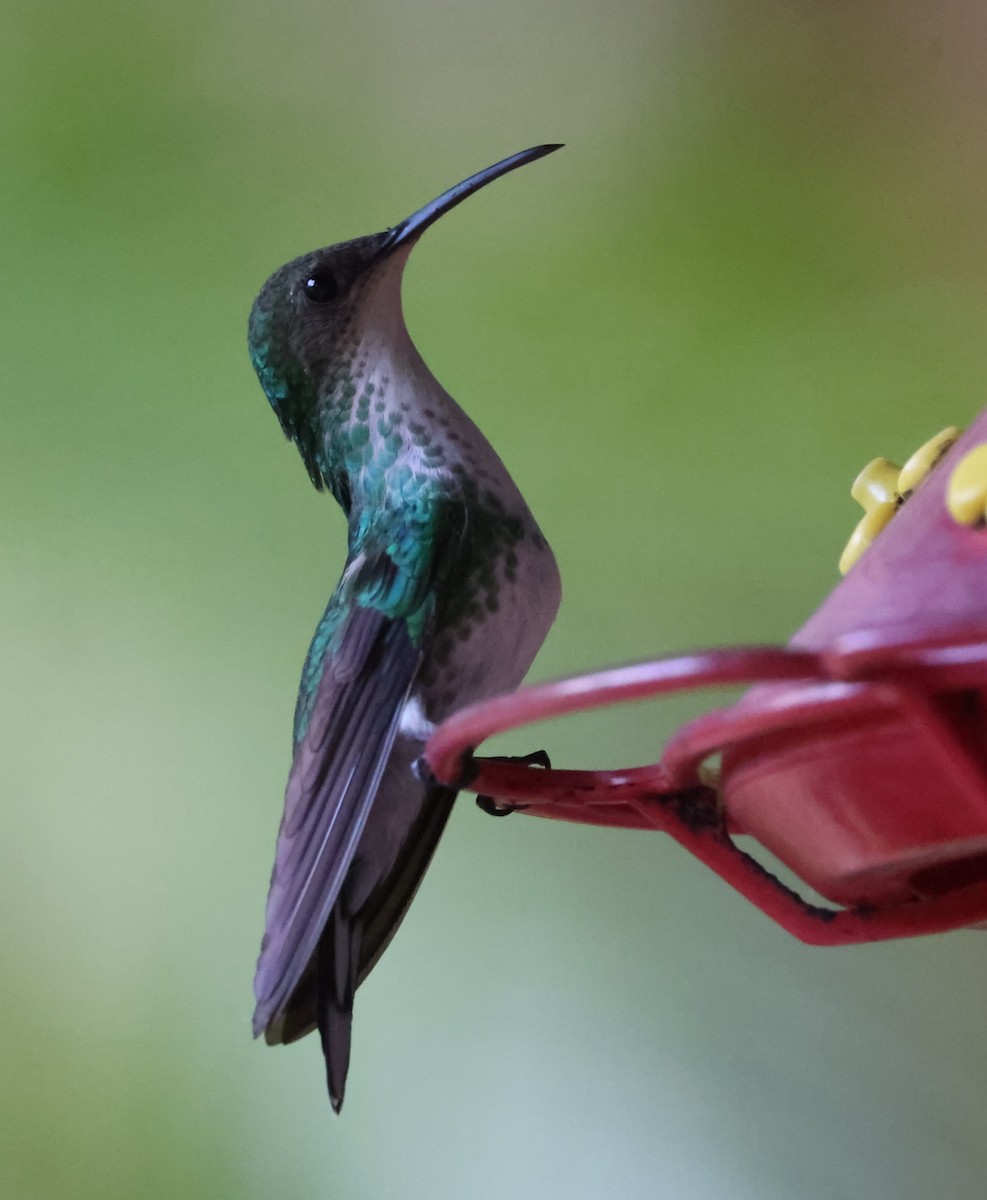 Black-billed Streamertail - ML632965803