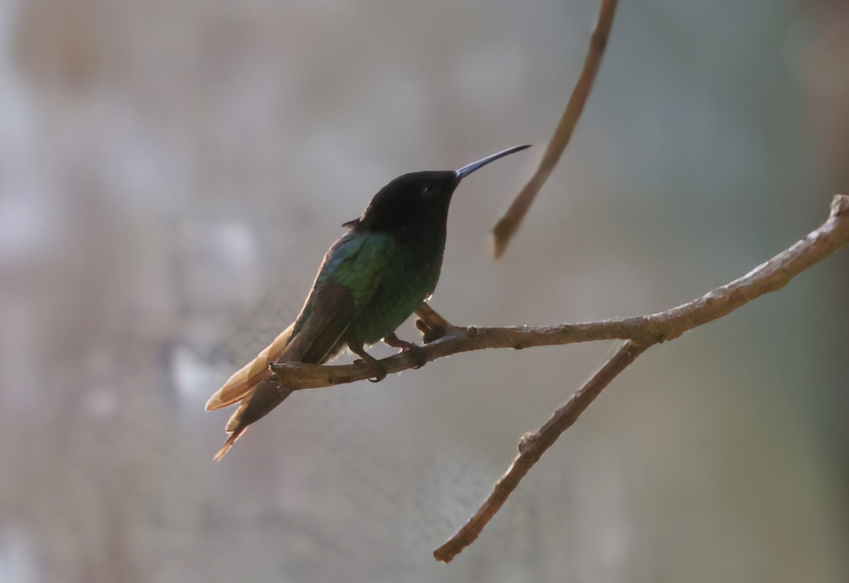 Black-billed Streamertail - ML632965911