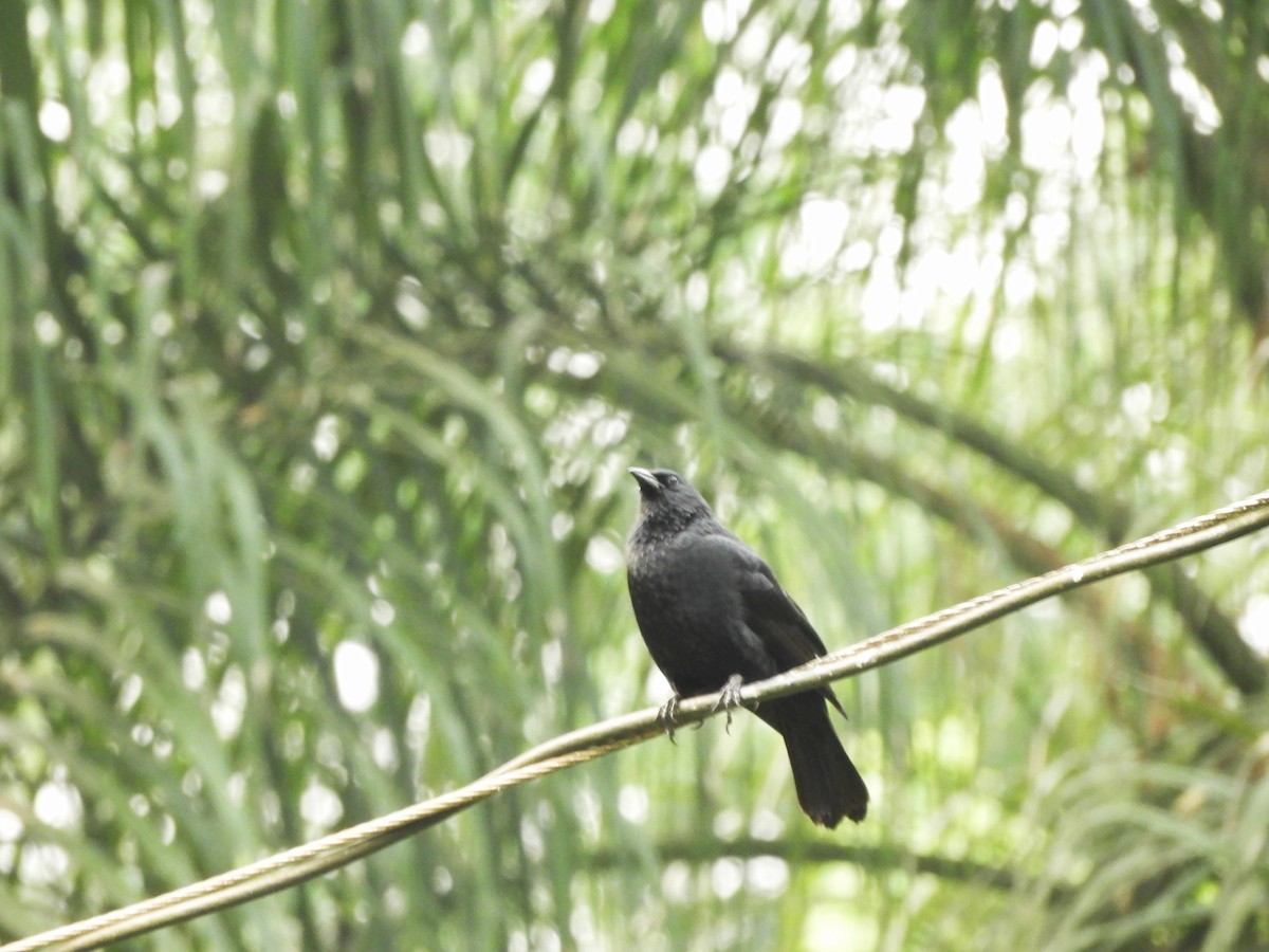 Chopi Blackbird - ML632965991