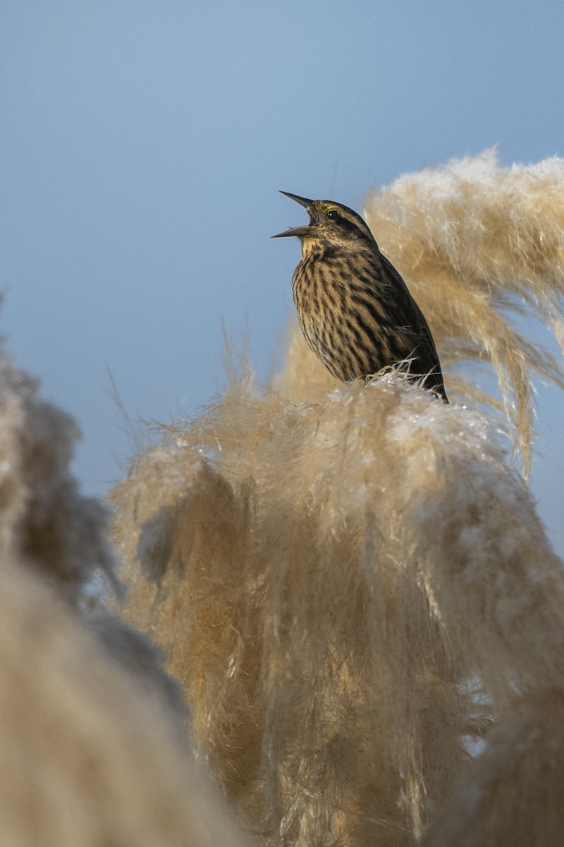 Yellow-winged Blackbird - ML632966000