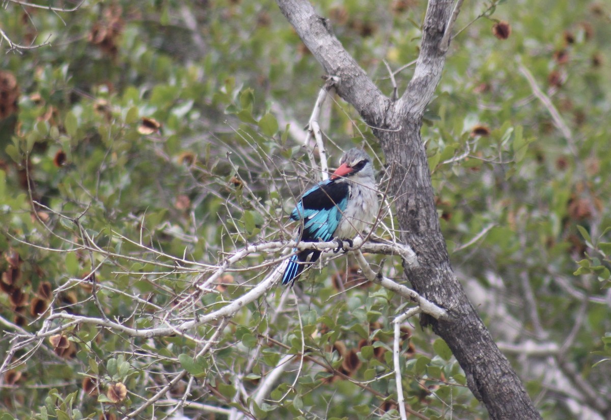 Woodland Kingfisher - ML632966036