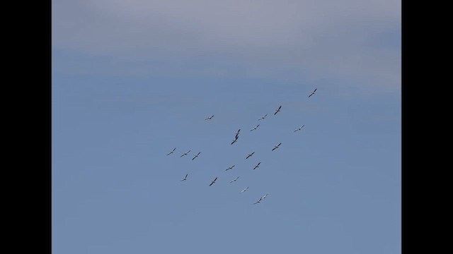 Пелікан рогодзьобий - ML632966044