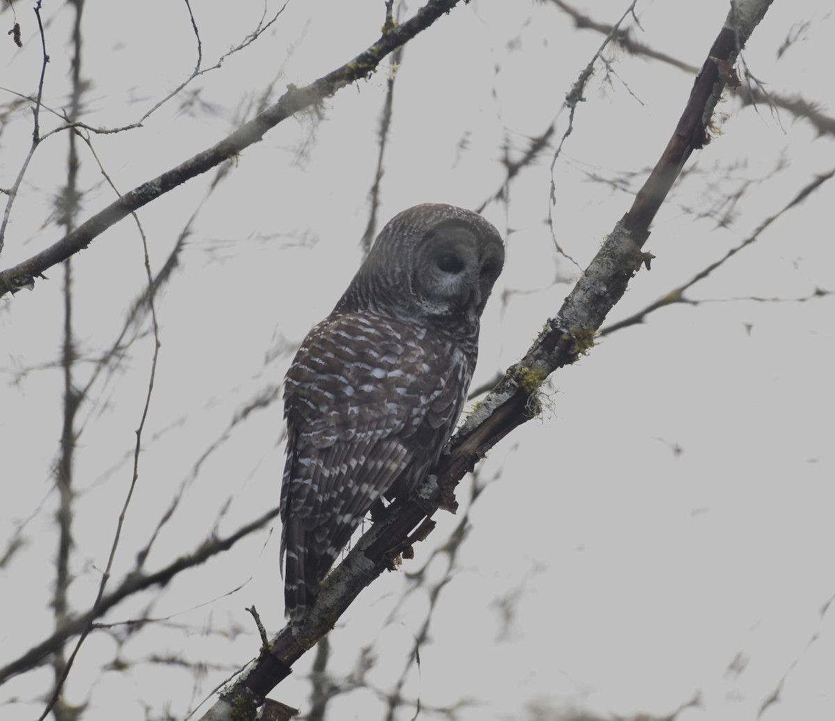 Barred Owl - ML632966046