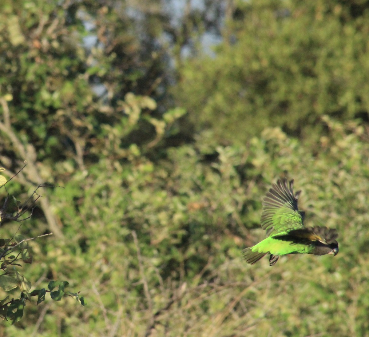 Brown-necked Parrot - ML632966115