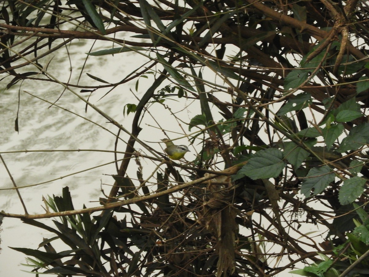 Golden-crowned Warbler - ML632966126