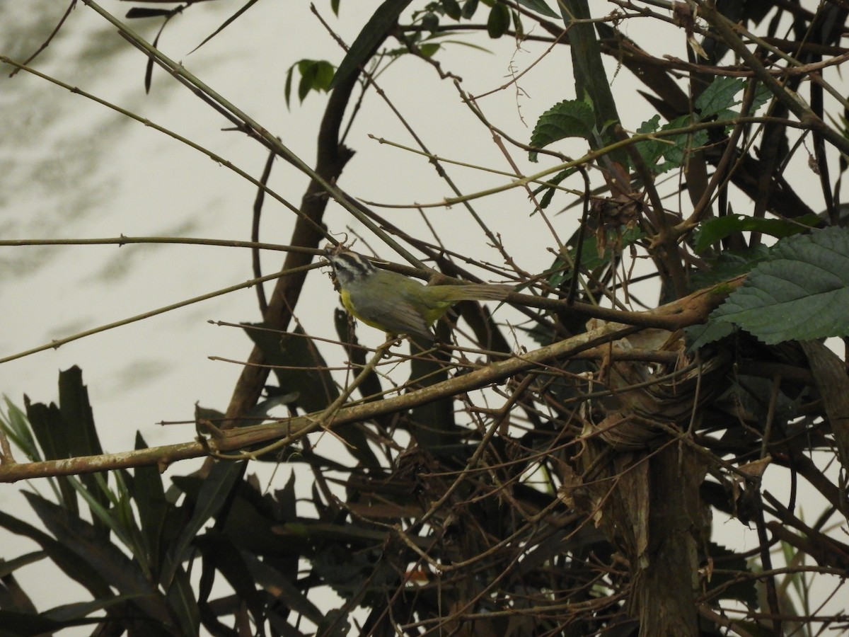 Golden-crowned Warbler - ML632966129