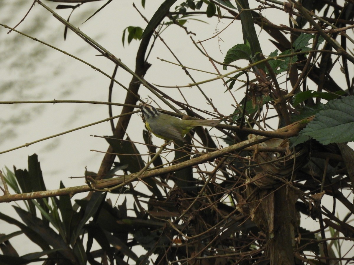 Golden-crowned Warbler - ML632966130