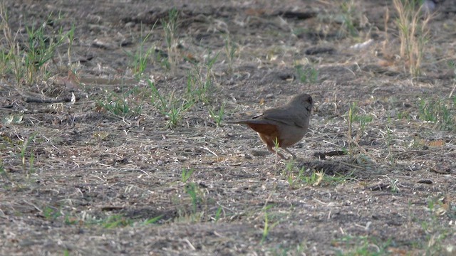 Abert's Towhee - ML632966170