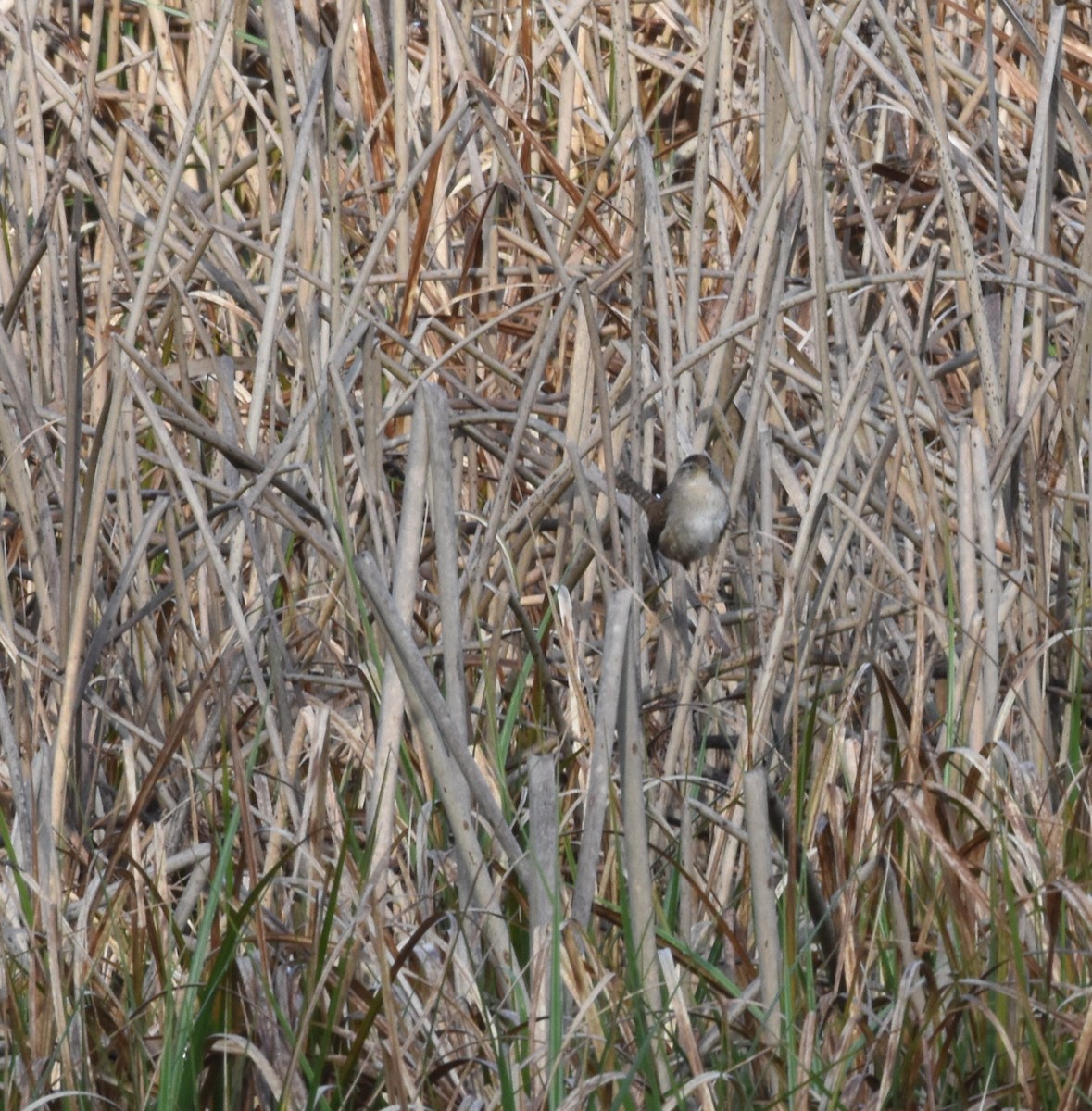 Marsh Wren - ML632966331
