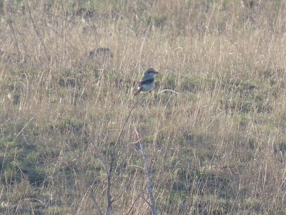Northern Shrike (American) - ML632966357