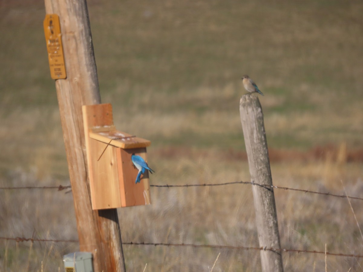 Mountain Bluebird - ML632966409