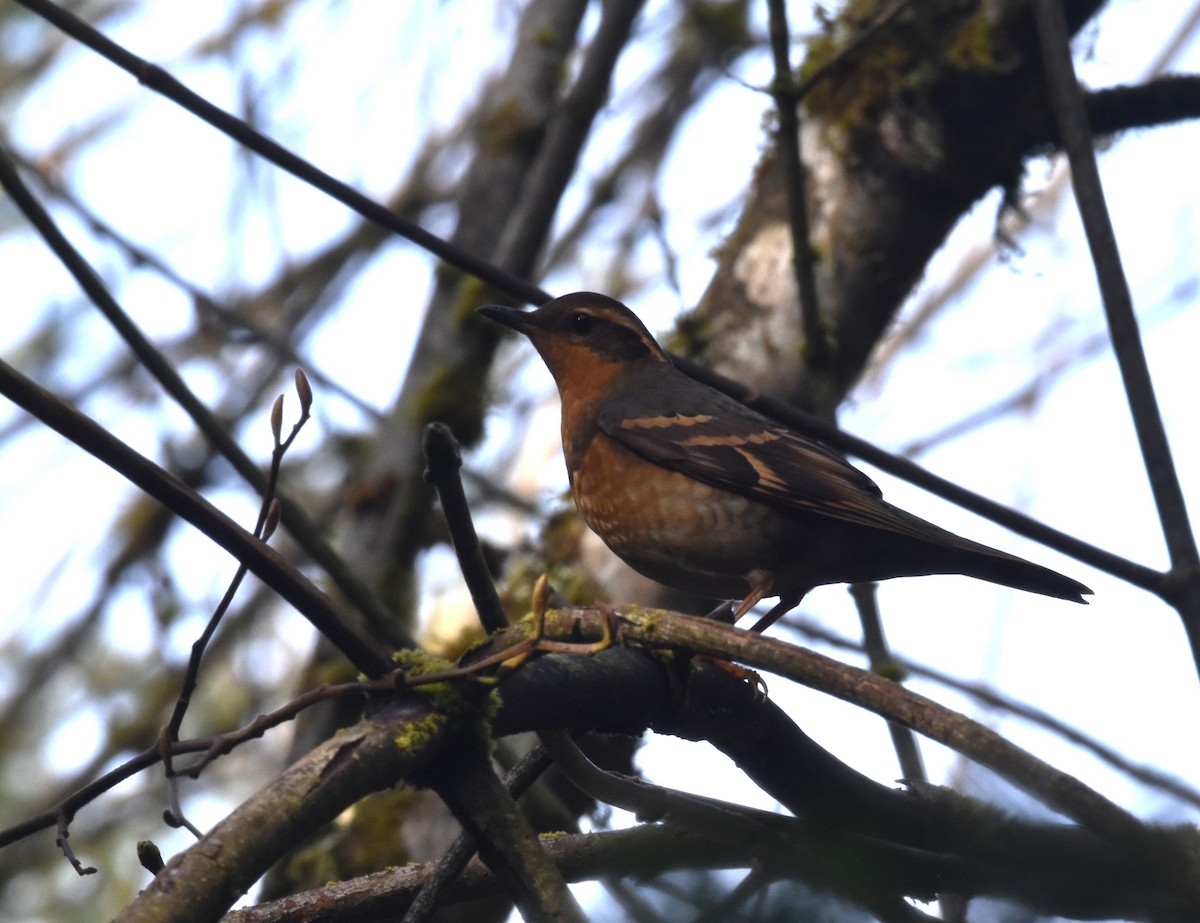 Varied Thrush - ML632966428