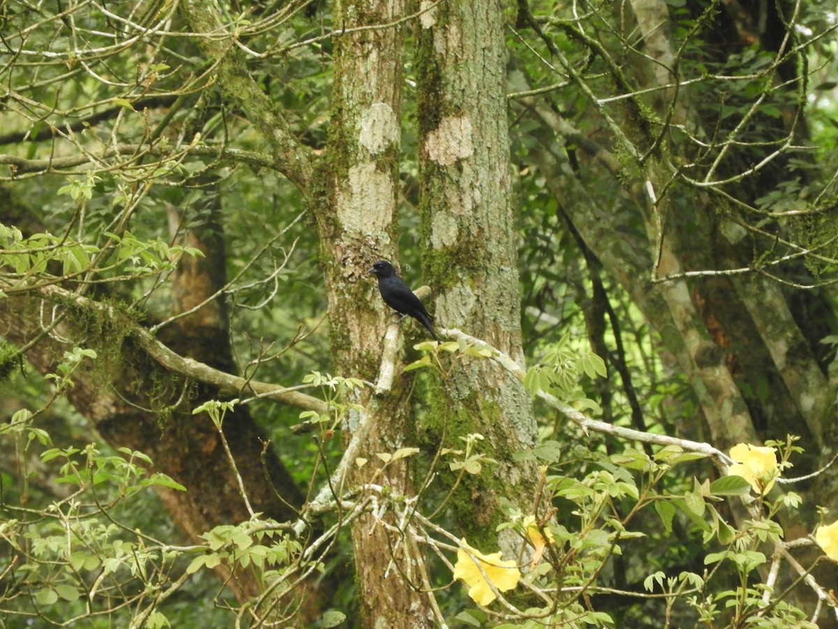 Ruby-crowned Tanager - ML632966535