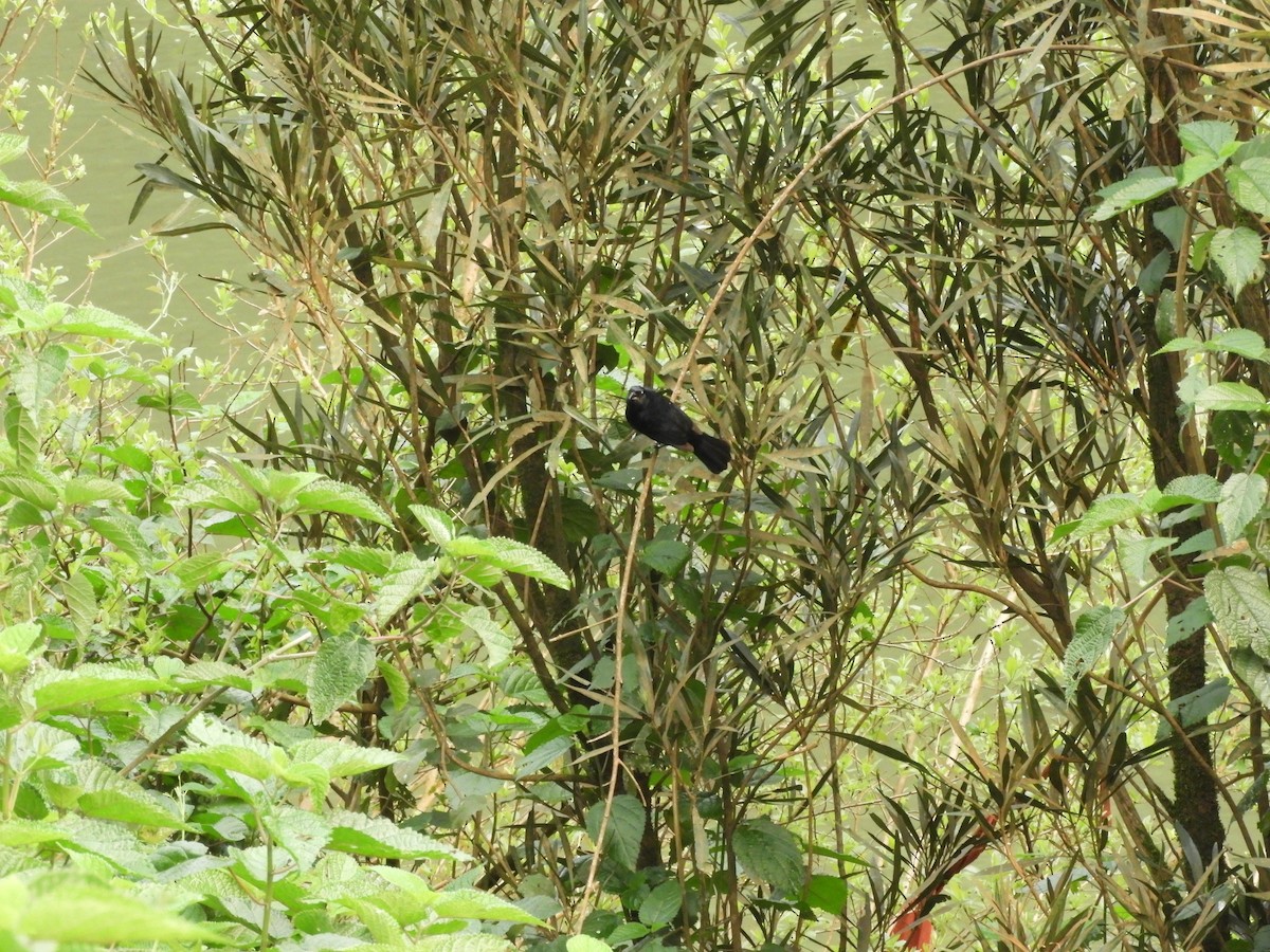 Ruby-crowned Tanager - ML632966539