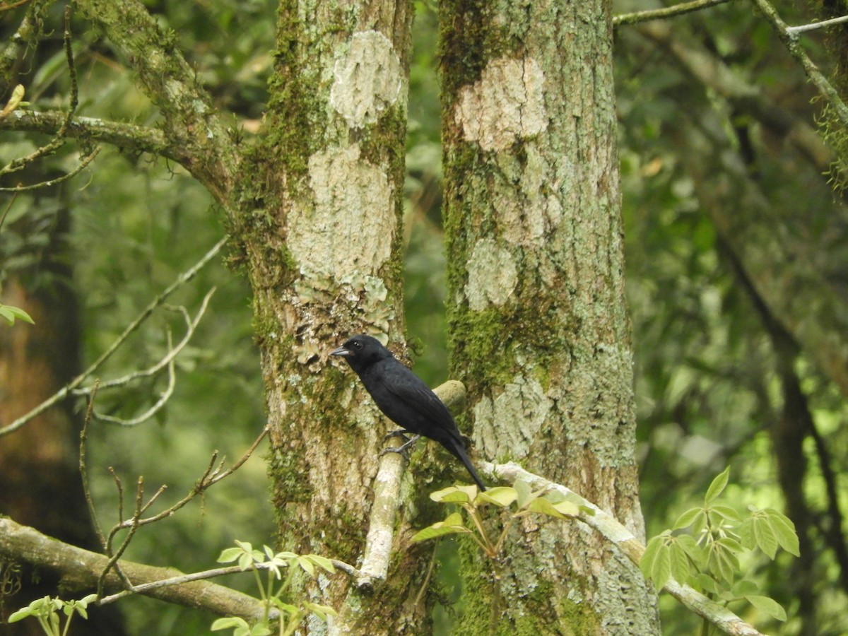 Ruby-crowned Tanager - ML632966540