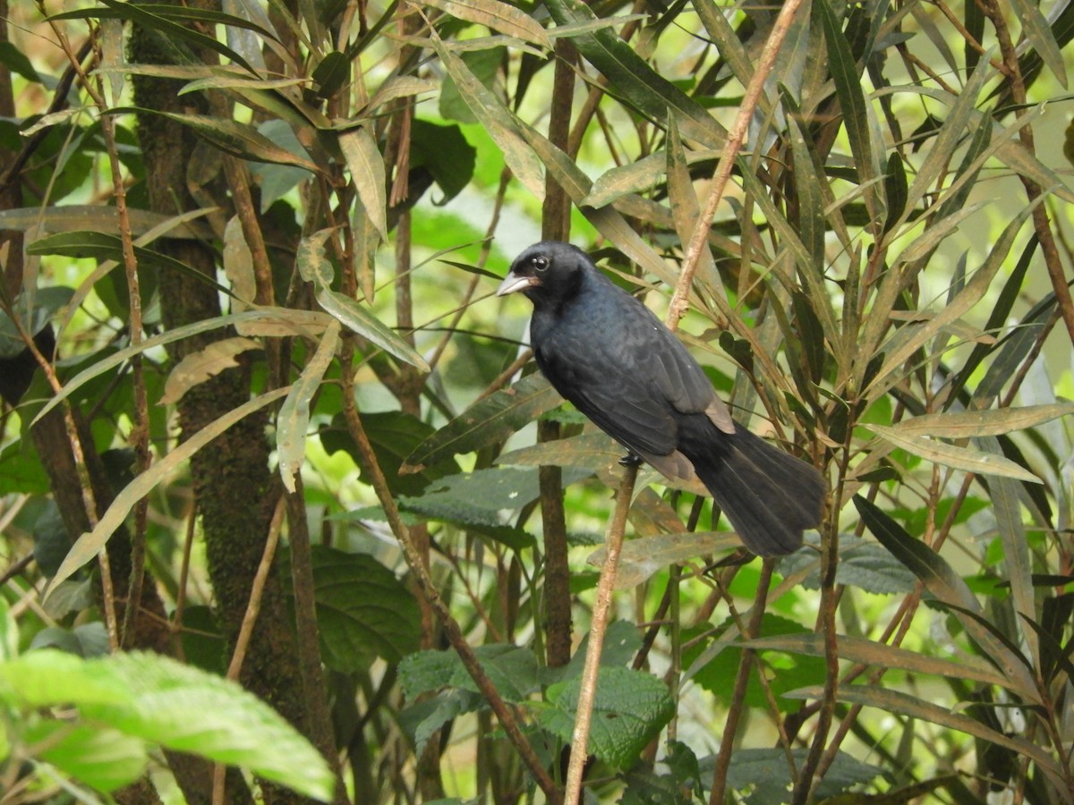 Ruby-crowned Tanager - ML632966541