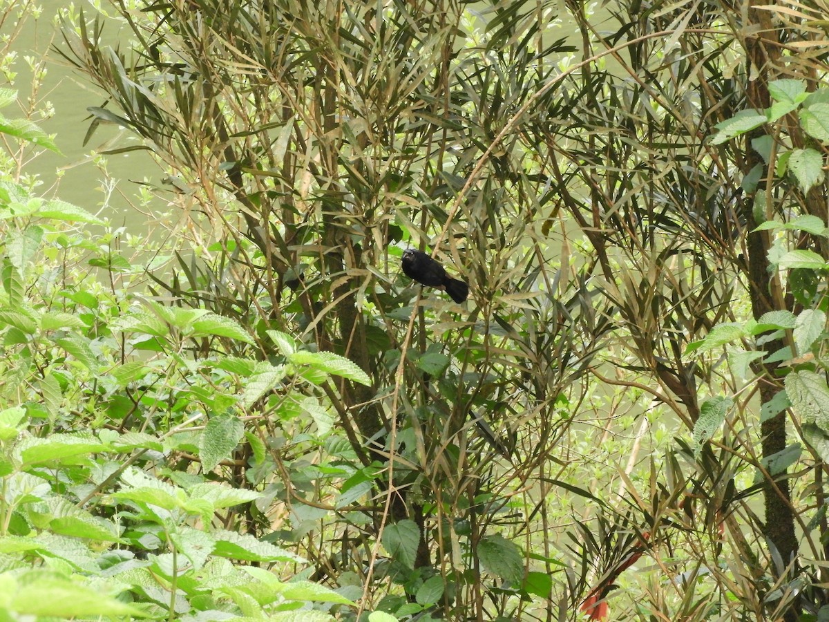 Ruby-crowned Tanager - ML632966542