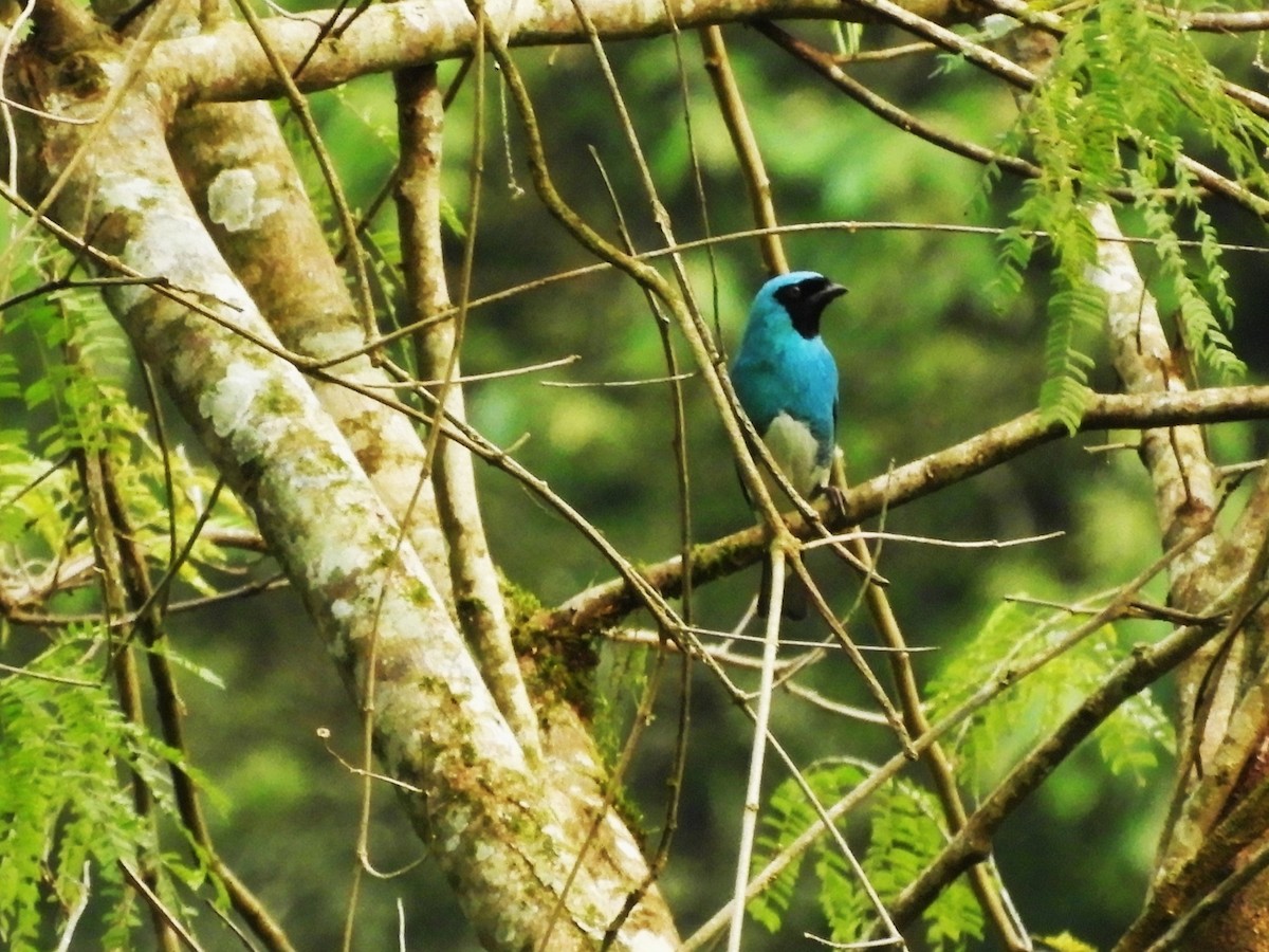 Swallow Tanager - ML632966594