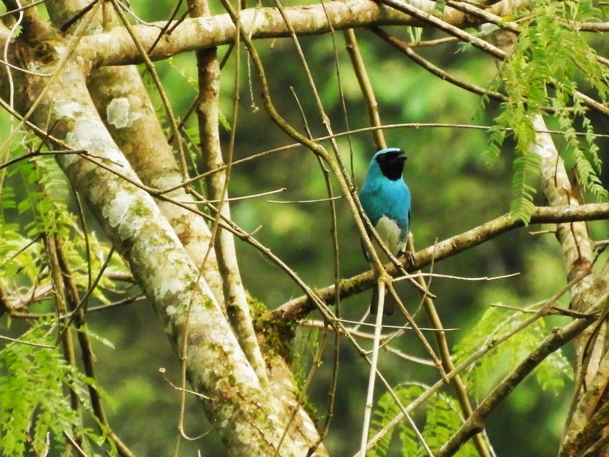 Swallow Tanager - ML632966595