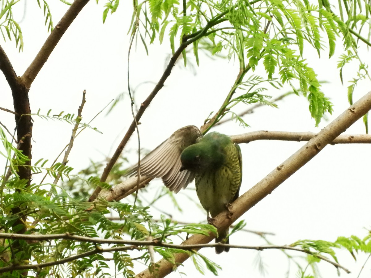 Swallow Tanager - ML632966604