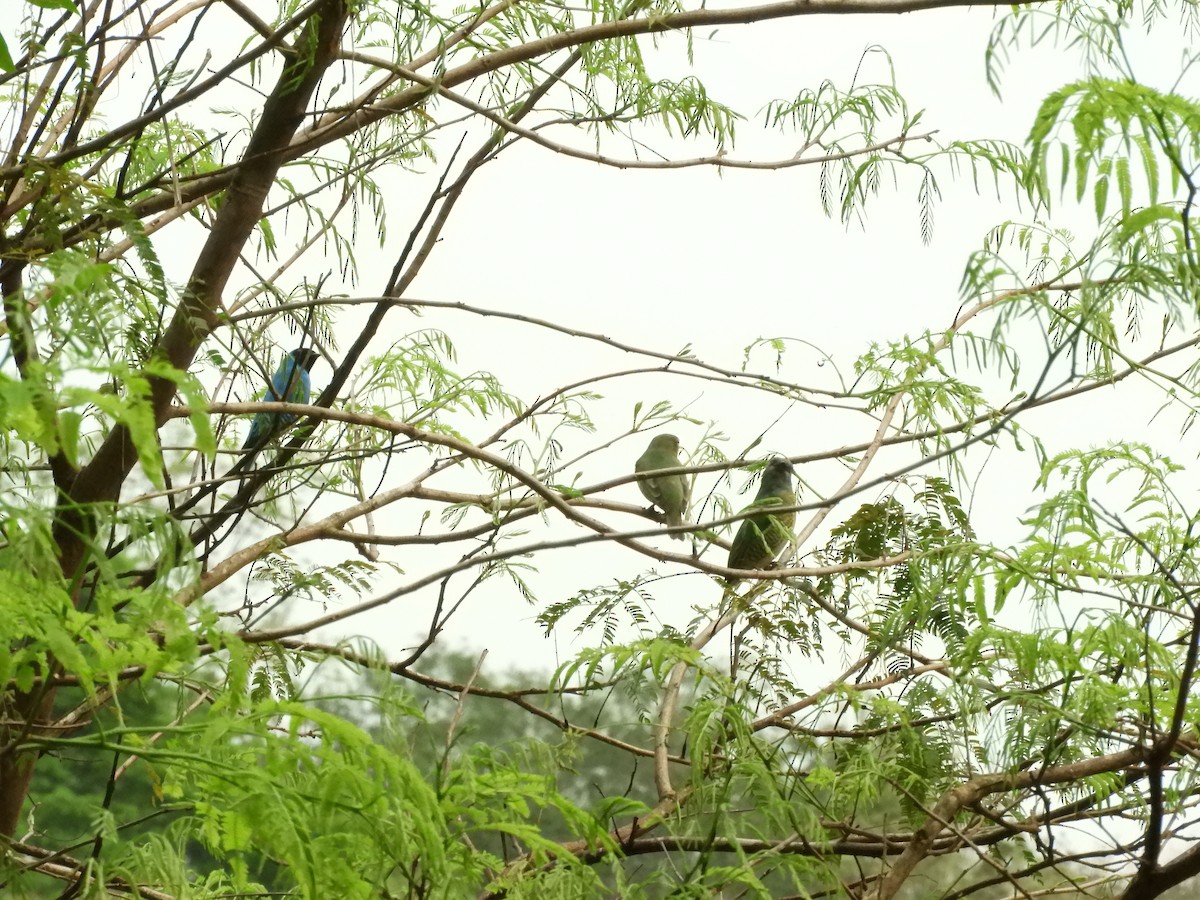 Swallow Tanager - ML632966606