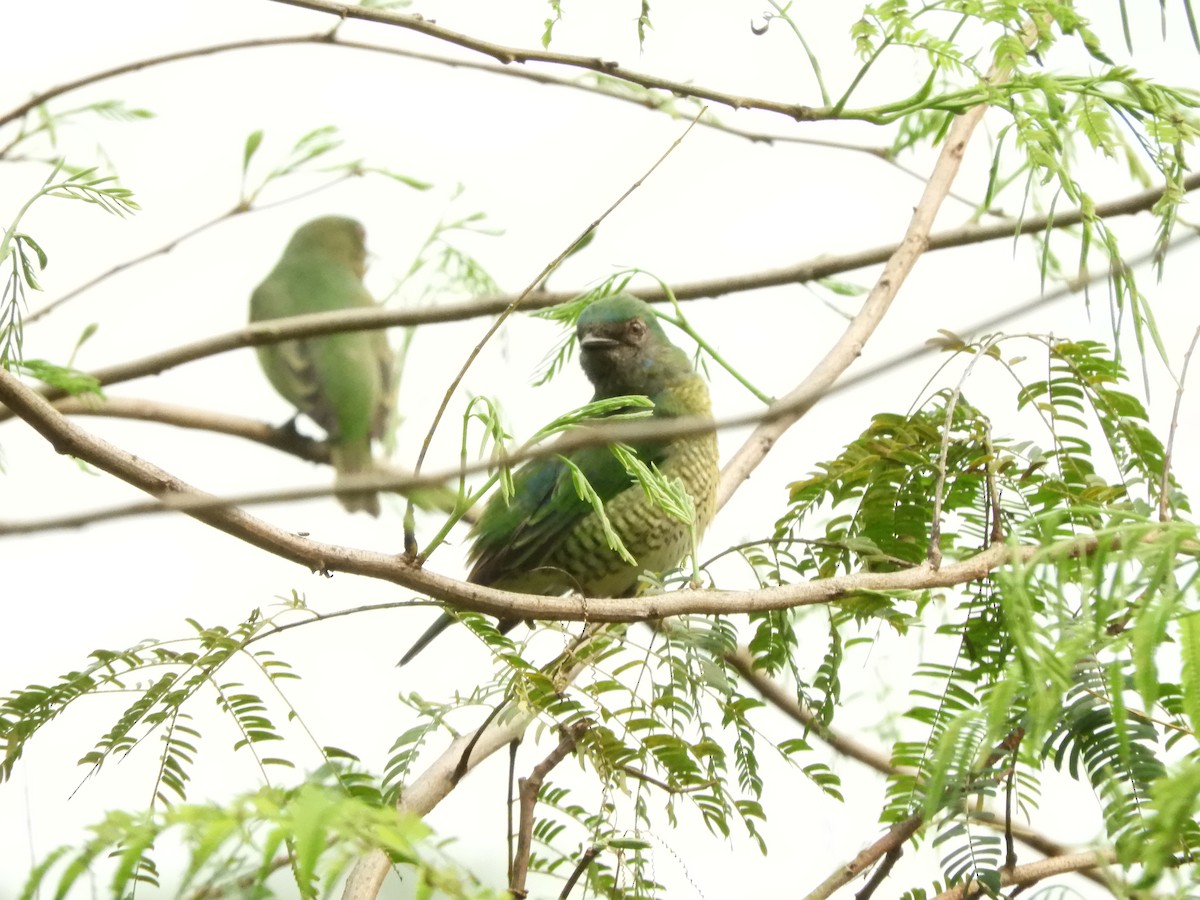Swallow Tanager - ML632966607
