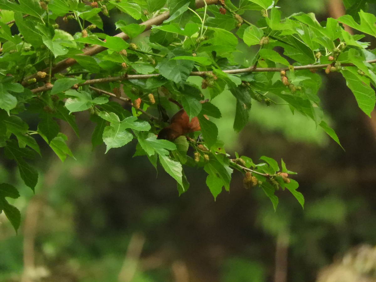 Hepatic Tanager - ML632966716